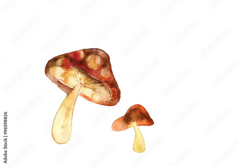 Fototapeta premium きのこ