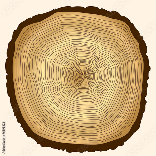 tree rings, cut stump