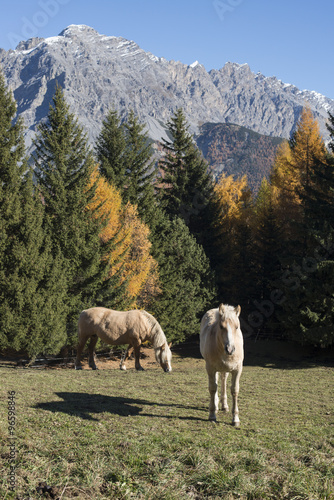 Horses in mountains