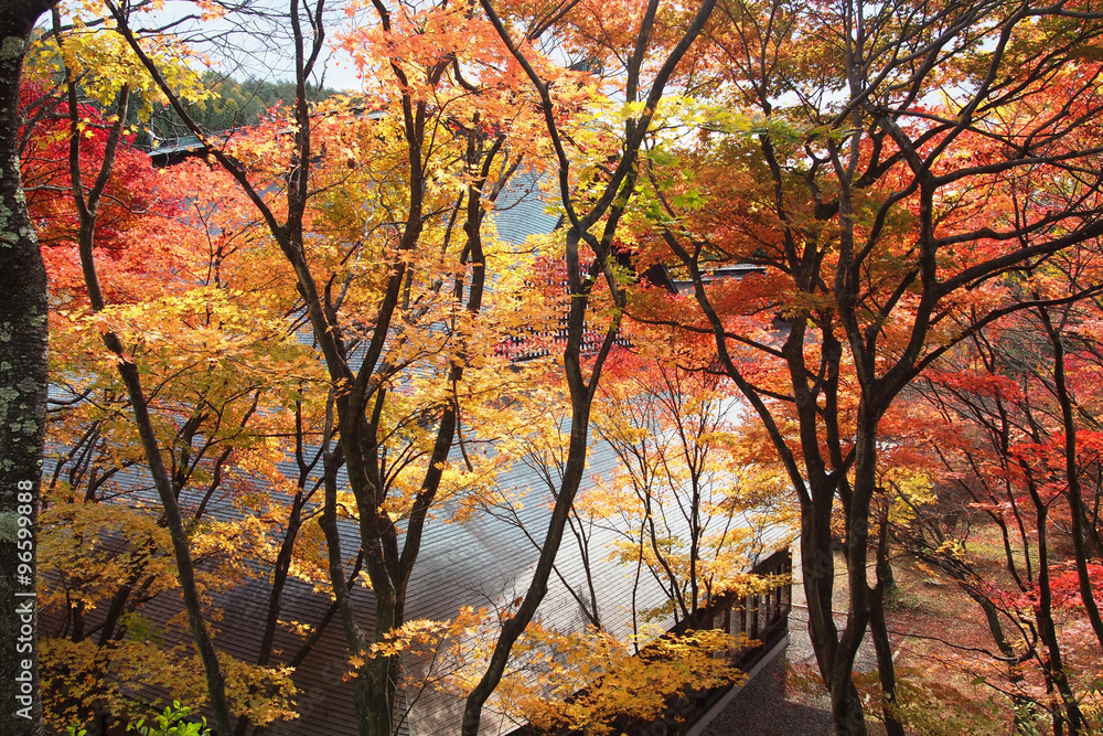 霊松寺の紅葉