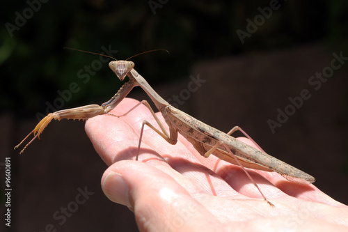 Принти на полотні Praying Mantis on a hand