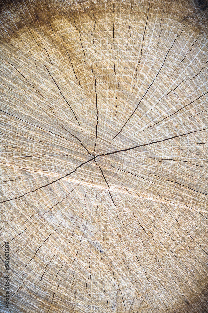 Fototapeta premium wood