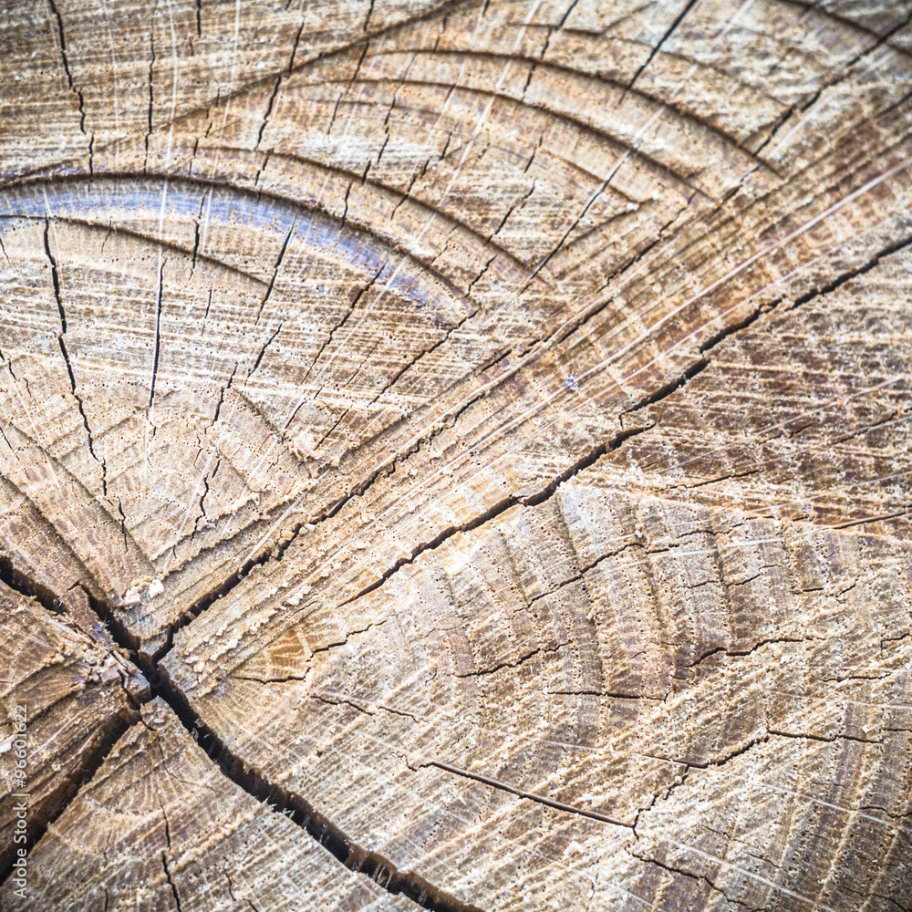 Fototapeta premium wood