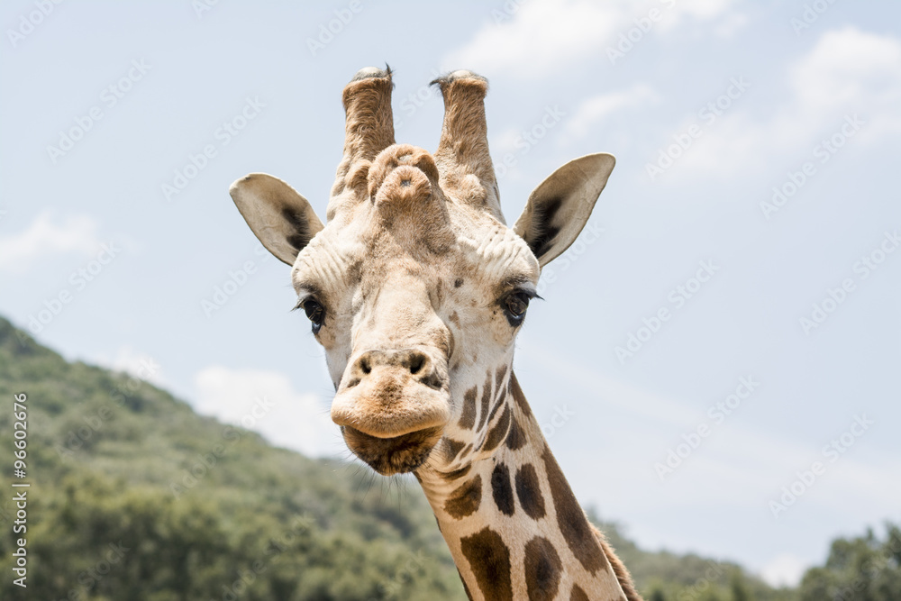 Naklejka premium Wygląd żyrafy