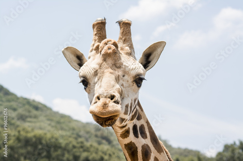 Giraffe Look