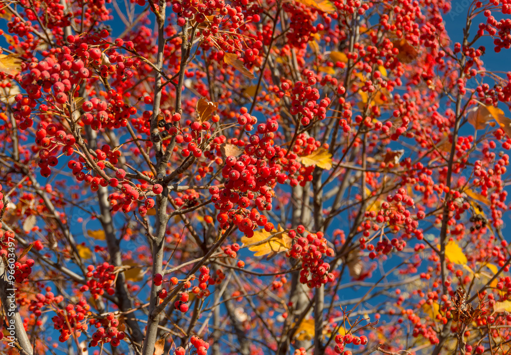 Red autumn rowan Red autumn rowan