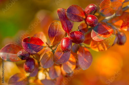 Red berries on the branch