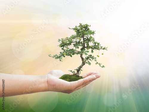 Human hand holding medium green plant with soil on blurred abstr