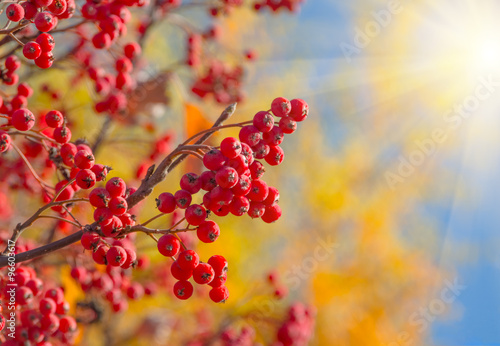 Red autumn rowan