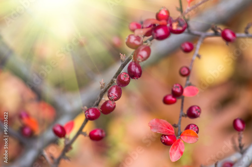 Red berries on the branch