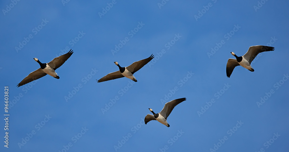 Barnacle goose (Branta leucopsis)