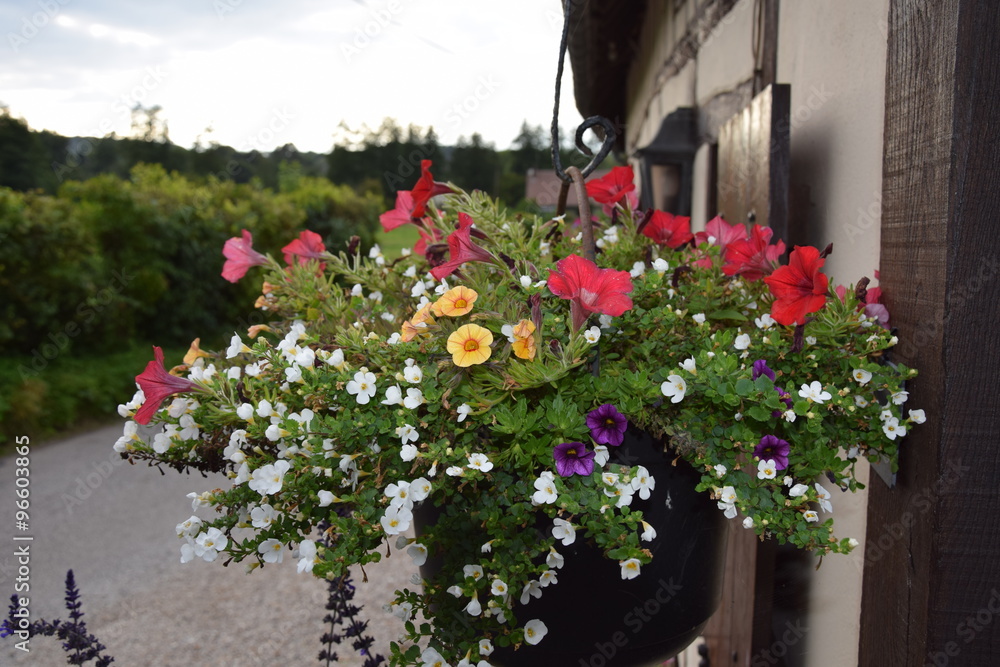 Fototapeta premium potée en façade