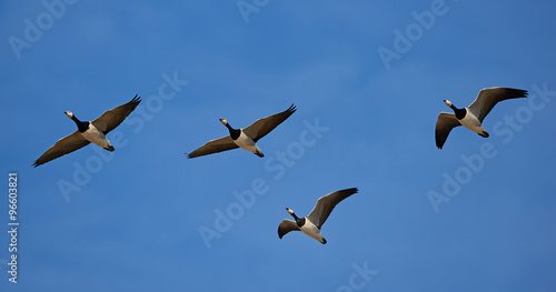 Barnacle goose  Branta leucopsis 