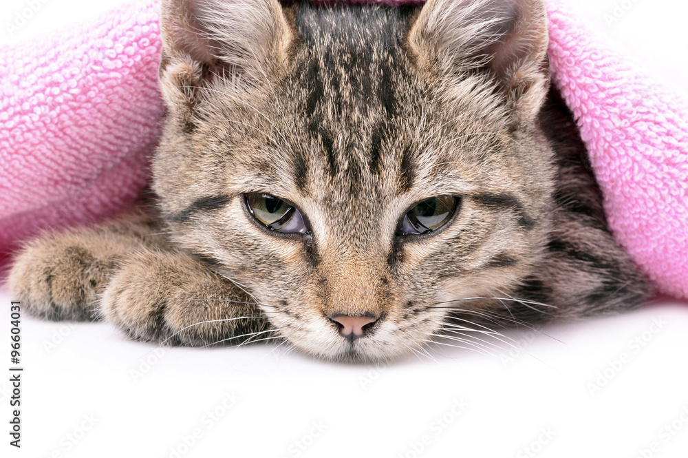 Kitten bathing with a towel, close up, isolated white background