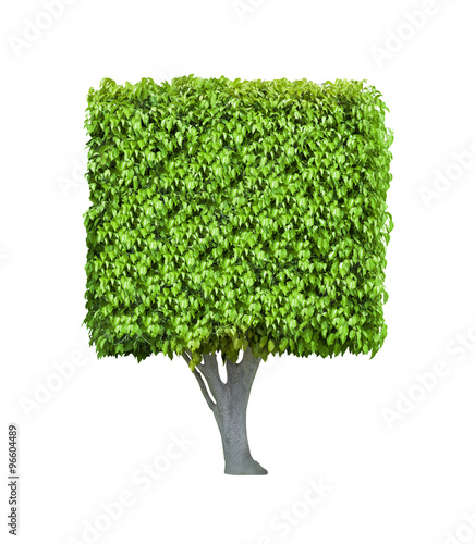 Box shaped tree isolated on white background