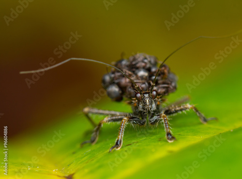 Ant-Snatching Assassin Bug (Acanthaspis sp.)