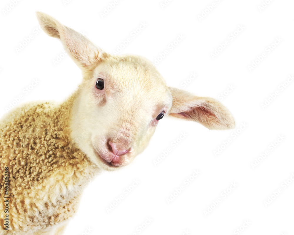 Naklejka premium owieczka