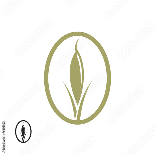 rice or wild grass
