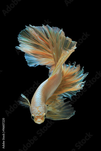 Gold siamese fighting fish isolated on black background