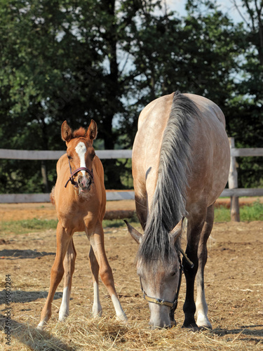 Mare and foal walking in studfarm
