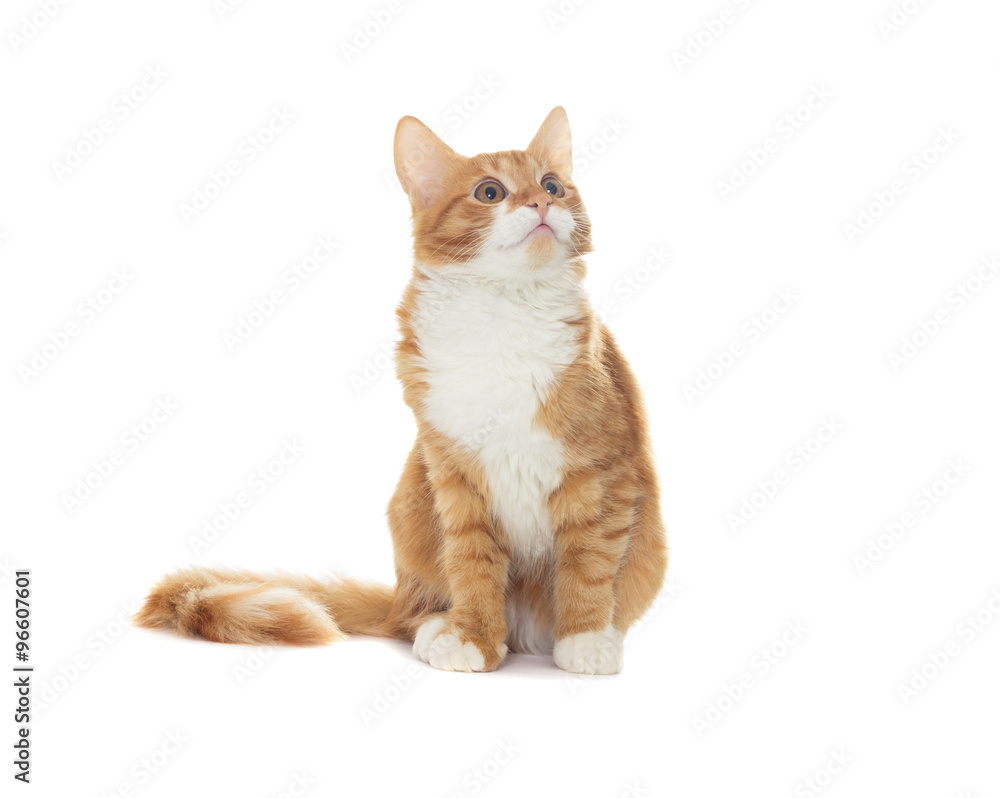Obraz premium Cat on a white background