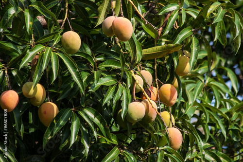 Mango Tree in Malawi, Africa.