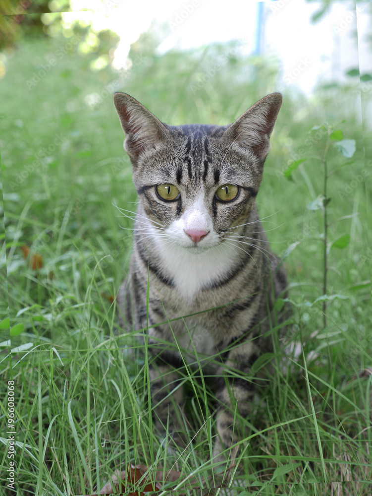 cat in green grass; selective focus at head cat