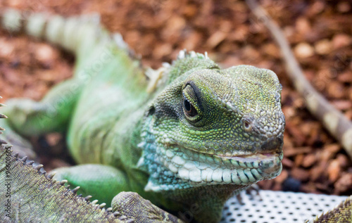 Green Water Dragon. Chinese Water Dragon. Physignathus cocincinu photo