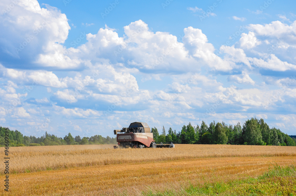 Fototapeta premium Harvesting combine gather wheat