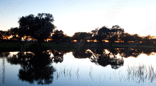 Trees reflected in the river water #96610097