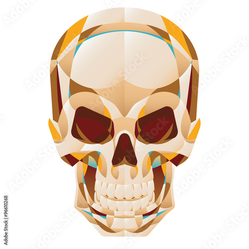 polygonal human skull facet #1