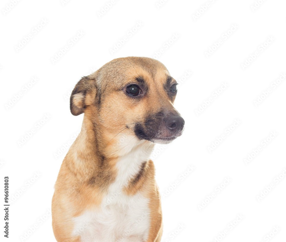 muzzle dog on white background