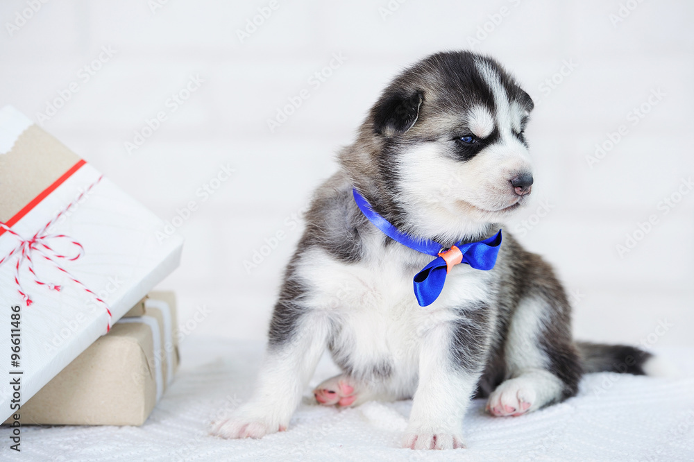 Little cute Siberian Husky puppy as the sweetest present