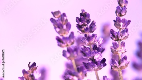 Lavender against the sky. Slow motion 240 fps.