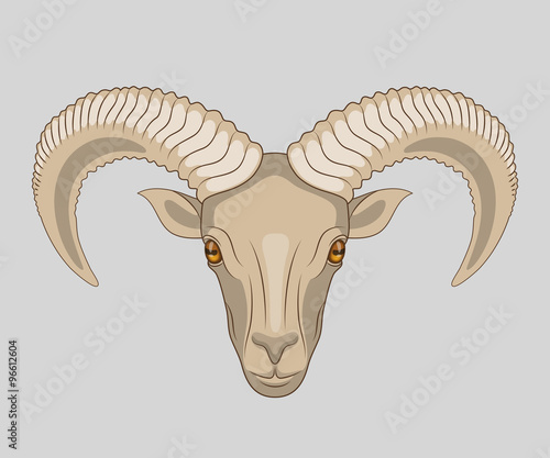 Drawn muzzle of ram with big horns