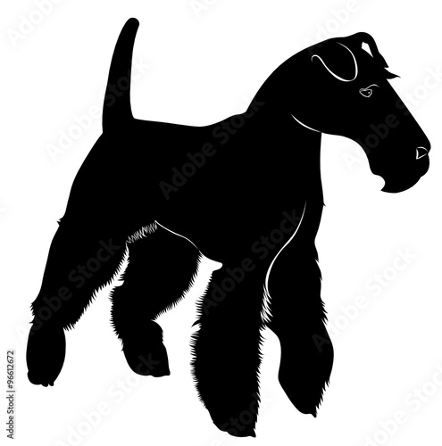fox terrier