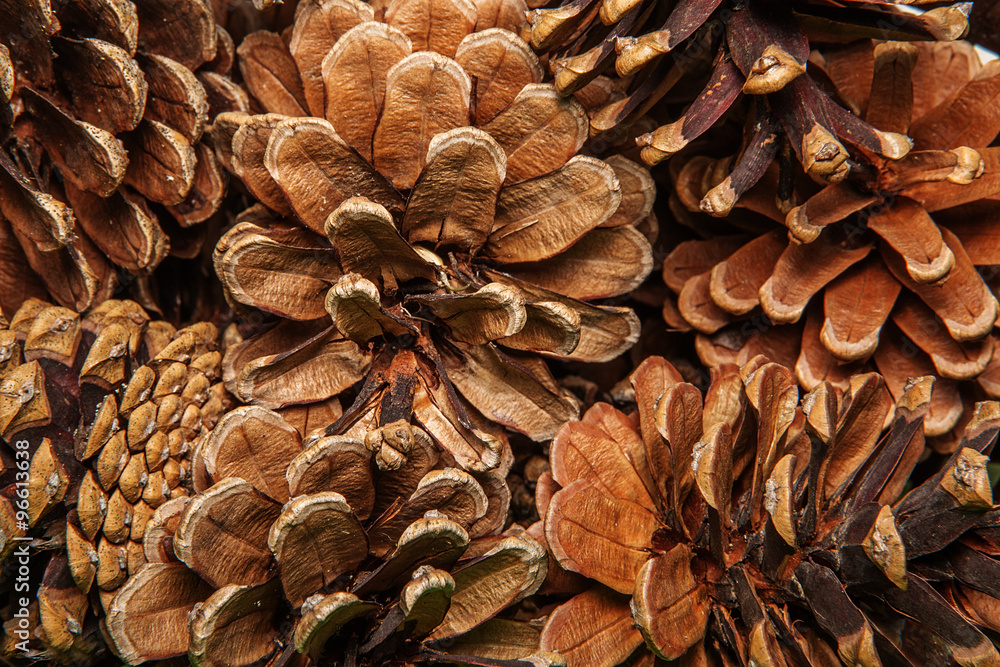 Fototapeta premium Closeup background texture of dried pine cones.