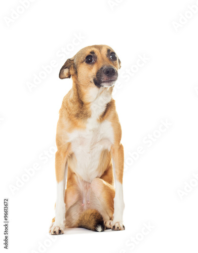 funny dog on a white background