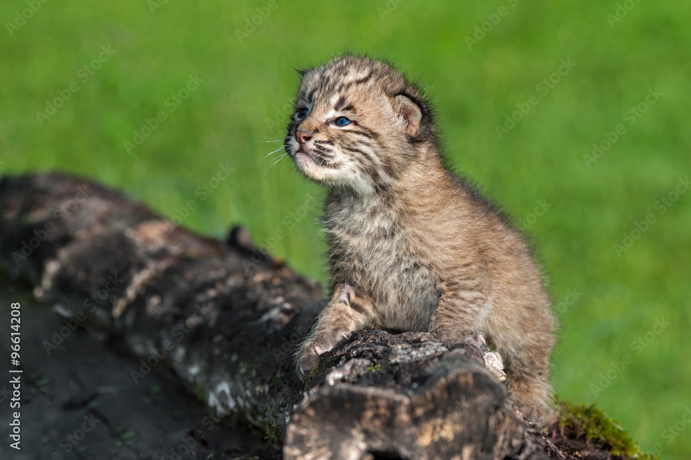 Fototapeta premium Baby Bobcat (Lynx rufus) Looks Up From Log