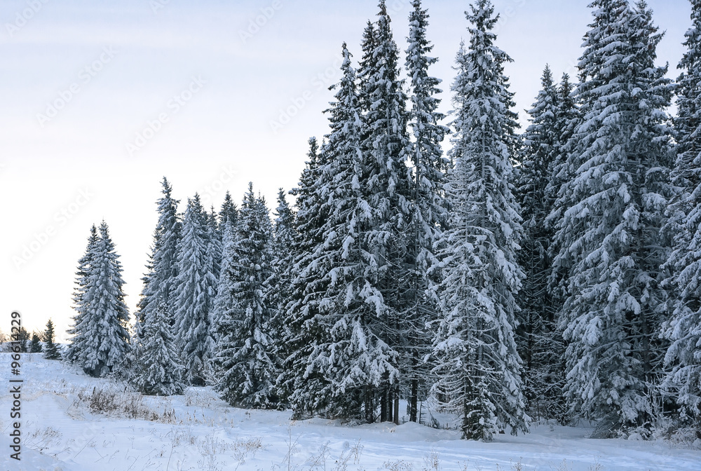 Eating a fluffy snow. Eating a fluffy snow.
