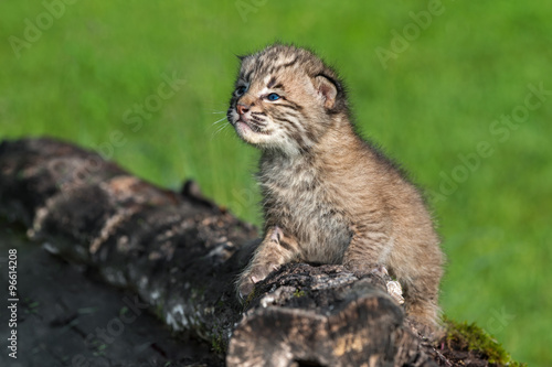 Baby Bobcat (Lynx rufus) Looks Up From Log © geoffkuchera