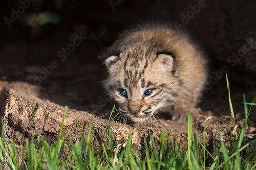 Baby Bobcat Kitten (Lynx rufus) Crawls Out from Log