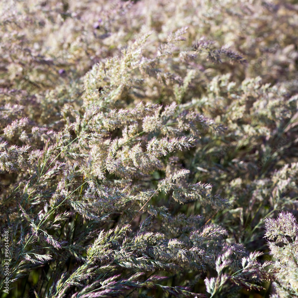 Flowering grass in summer Flowering grass in summer