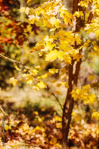 Autumn sunny forest