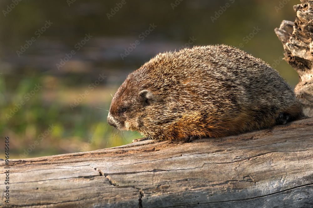 Woodchuck (Marmota monax) Lies on Log Woodchuck (Marmota monax) Lies on Log