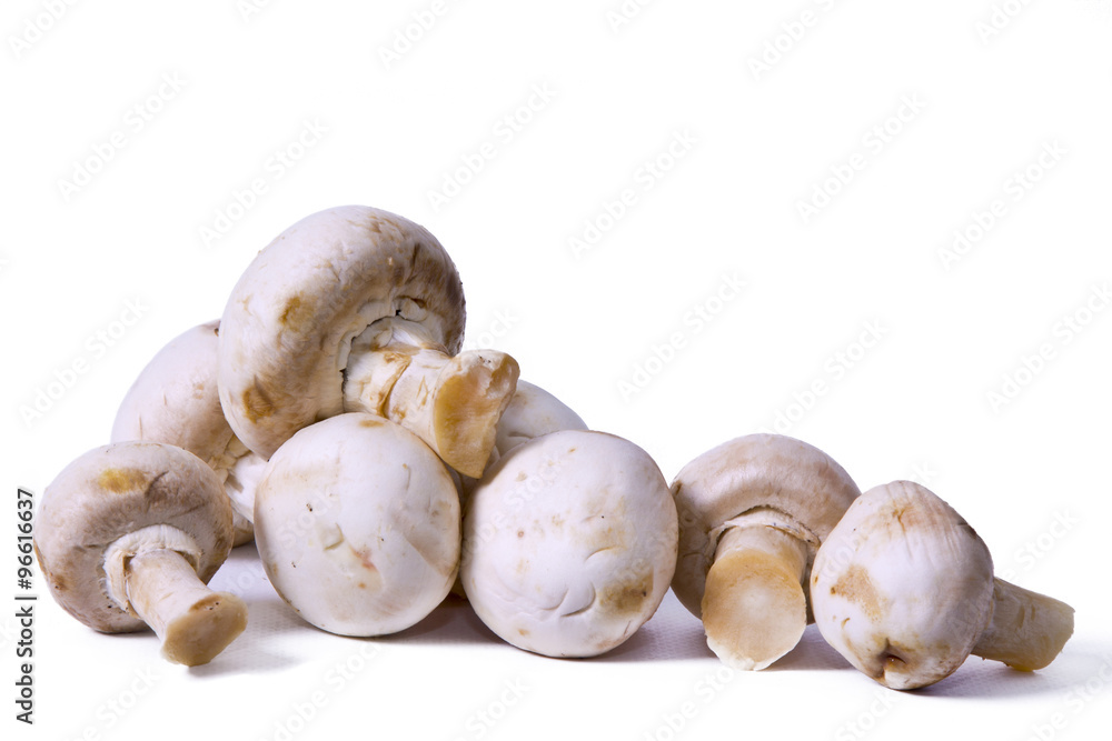 mushroom isolated mushroom isolated
