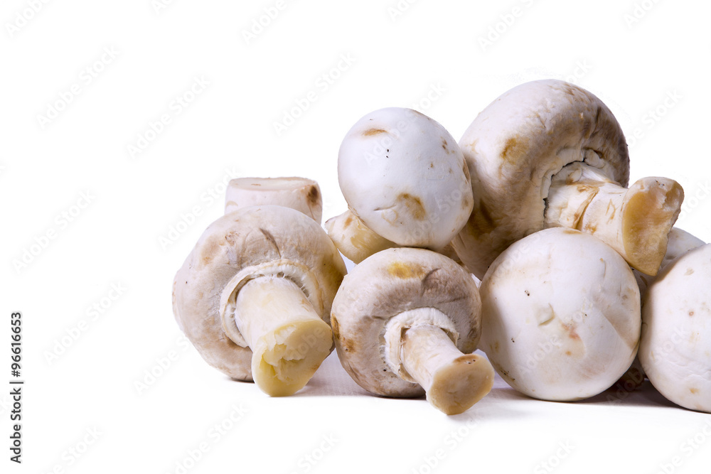 mushroom isolated mushroom isolated