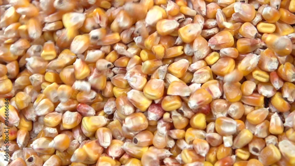 Maize grain.Farmer looks at a rich harvest of corn. Slow motion 240 fps. Slowmo. Maize grain.Farmer looks at a rich harvest of corn. Slow motion 240 fps. Slowmo.