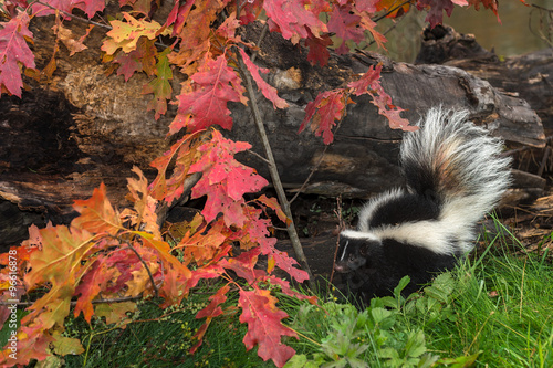 Striped Skunk (Mephitis mephitis) By Autumn Leaves and Log