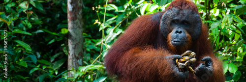 Orang Utan alpha male with banana in Borneo Indonesia